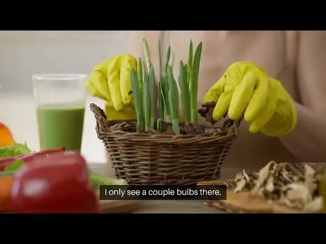 'Video thumbnail for Best Way To Grow BIG Onions'