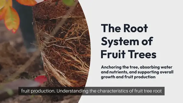 'Video thumbnail for Fruit Tree Root System'