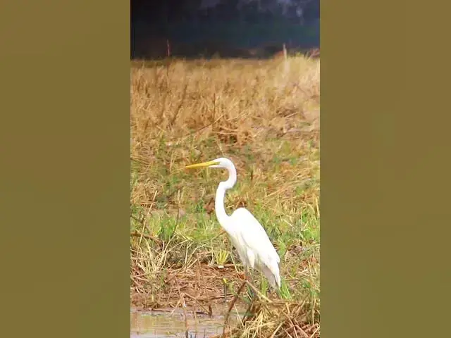 'Video thumbnail for The little egret​ bird EP | 51  #birds'