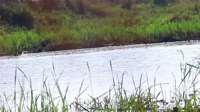 'Video thumbnail for Dry season in lake bird find catch fish eat at field'