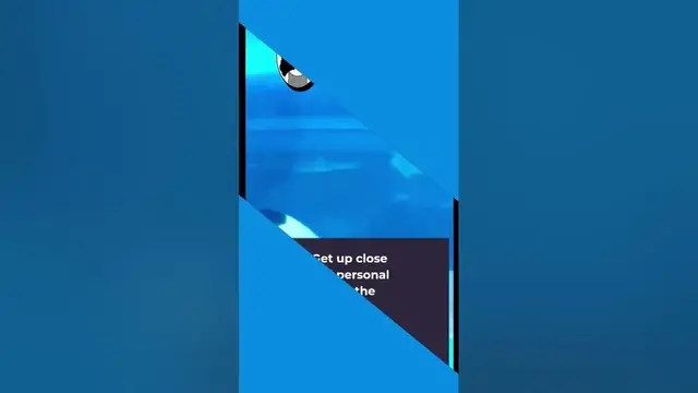'Video thumbnail for Get up close and personal with the majestic Blacktip Reef Shark at Cebu Ocean Park'