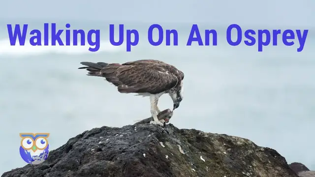'Video thumbnail for How To Approach Birds - Walking Up On An Osprey Eating A Fish'