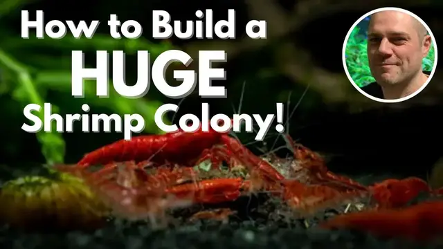 'Video thumbnail for How To Grow A Huge Shrimp Colony Fast - TIPS & TRICKS TO BREED SHRIMP FASTER AND GROW A LARGE COLONY'