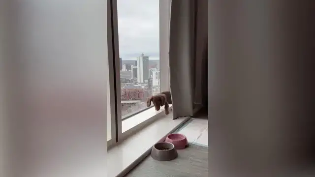 'Video thumbnail for Apartment Dog Can't Contain Excitement Over First-Ever Backyard | Wild-ish TV'