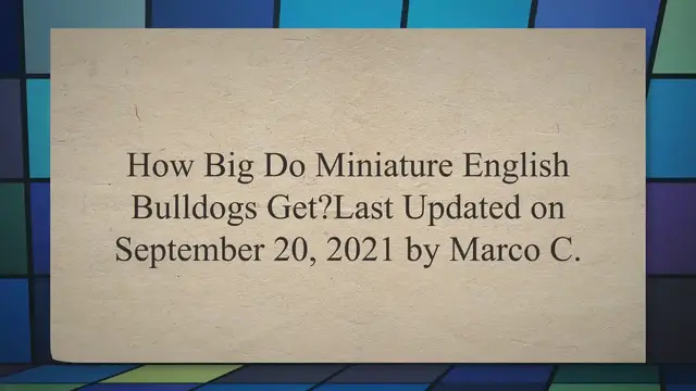 'Video thumbnail for How Big Do Miniature English Bulldogs Get?'