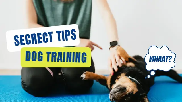 'Video thumbnail for An Intro to Dog Training at Home in Under 5 Minutes'