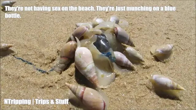 'Video thumbnail for Sea Snails Munching on Blue Bottles and Jellyfishes, South Africa'