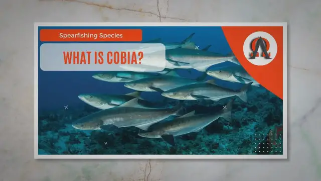 'Video thumbnail for What Is Cobia? - Alpha and Omega Outdoors'