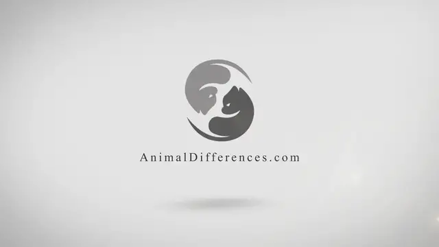 'Video thumbnail for Difference Between Leopard and Cheetah with Similarities'