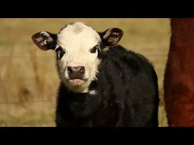 'Video thumbnail for Why Cows Have Four Stomachs – And What Each One Actually Does'