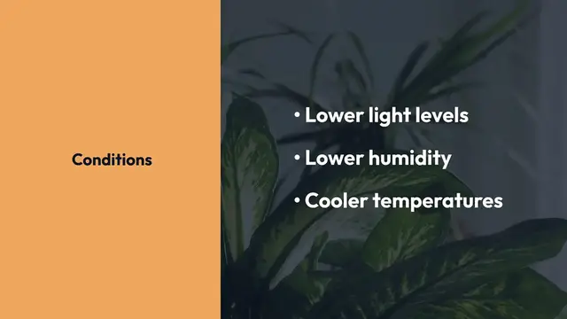 'Video thumbnail for Best Indoor Plants for Winter'