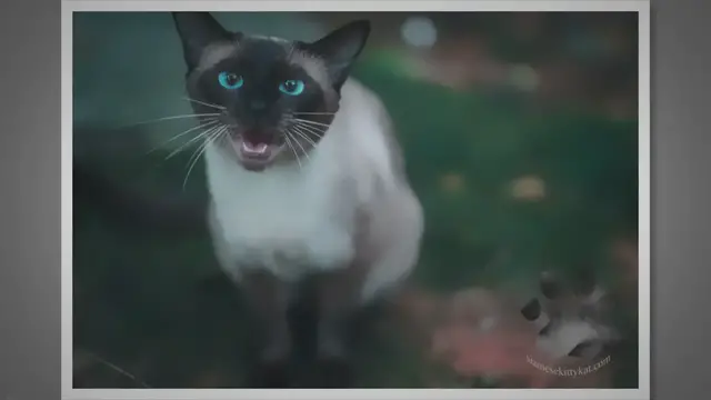 'Video thumbnail for 7 Effective Ways to Get a Siamese Cat to Stop Meowing'