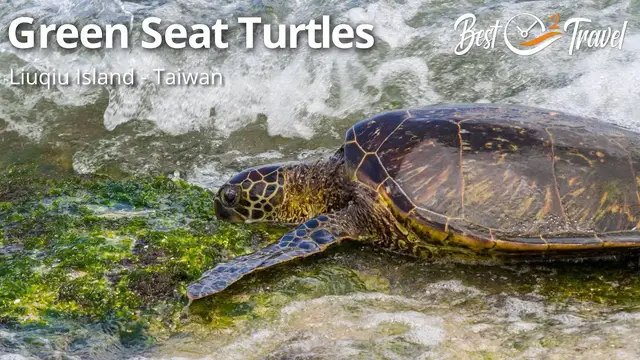 'Video thumbnail for Plenty of Green Sea Turtles at Liuqiu or Xiaoliuqiu Island in Taiwan'