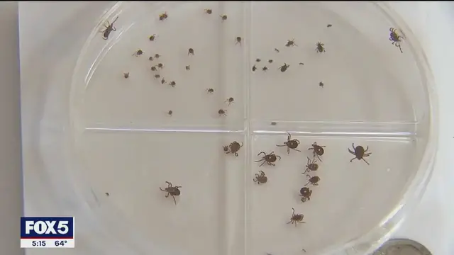 'Video thumbnail for How Long Islanders can protect their pets from a tick invasion'