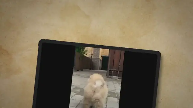 'Video thumbnail for What is a Dog’s Strongest Sense?'