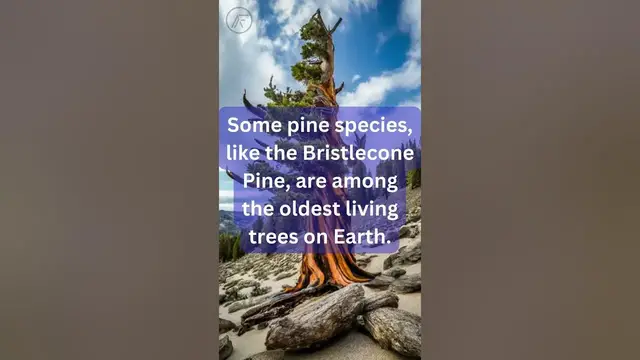 'Video thumbnail for Fun Facts About Pine Trees Unveiling Nature’s Marvels #facts #funfacts #pinetree #viralshort #shorts'