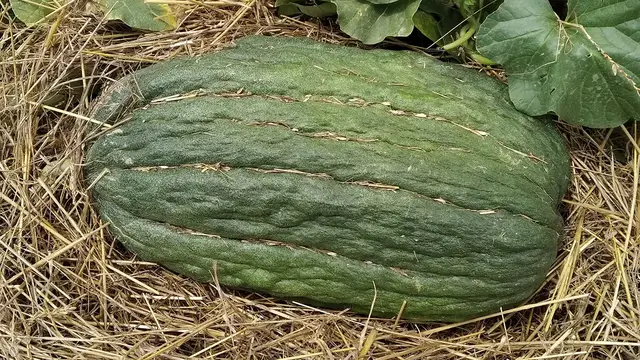 'Video thumbnail for Weighing the heaviest cantaloupe melon'
