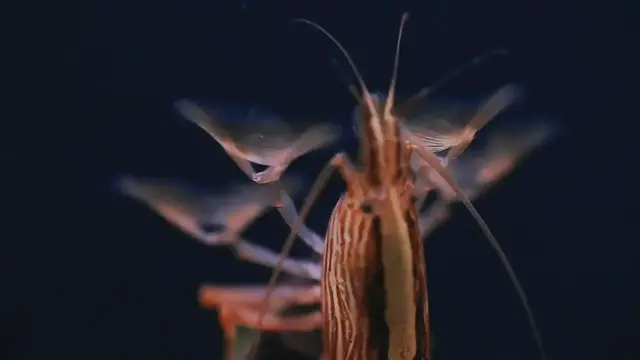 'Video thumbnail for What do Bamboo shrimp eat'