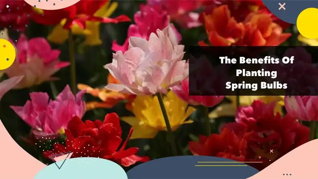 'Video thumbnail for The Benefits of Planting Spring Bulbs for Bees Supporting Pollinators and Enhancing Your Garden'