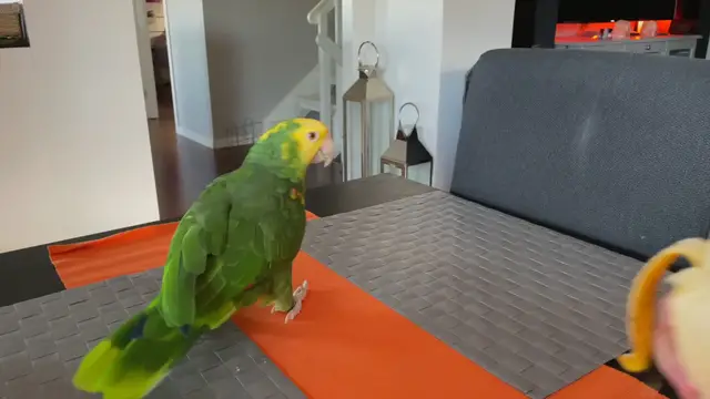'Video thumbnail for Amazon Parrot 1080p HD'