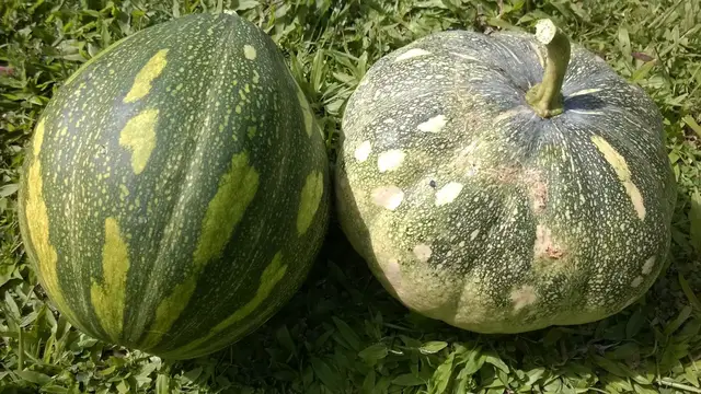 'Video thumbnail for How Many Pumpkins Per Plant?'