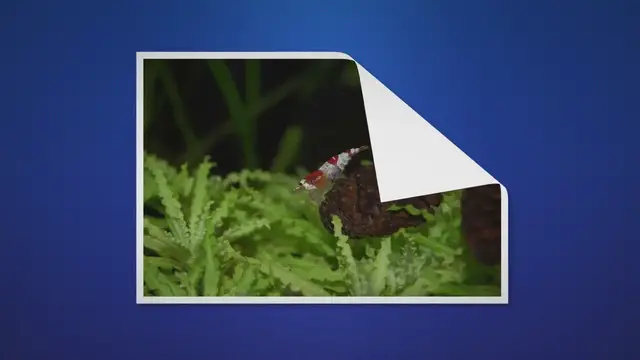 'Video thumbnail for Are Shrimp Nocturnal? This Study Has Some Surprising Results'