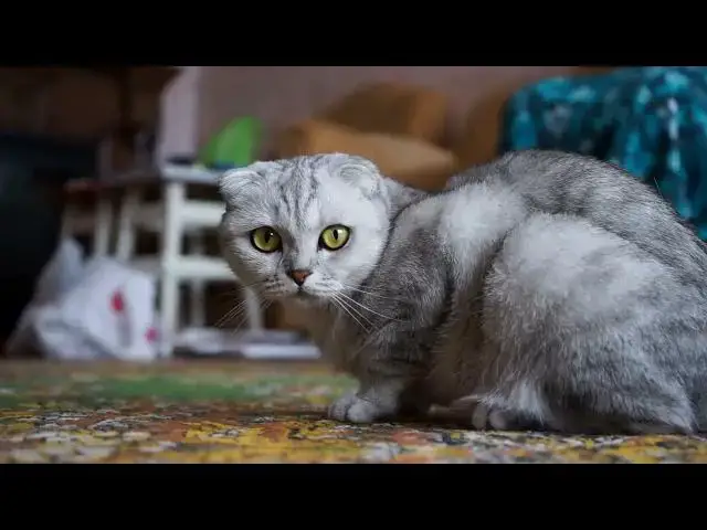 'Video thumbnail for why does my cat bite me'