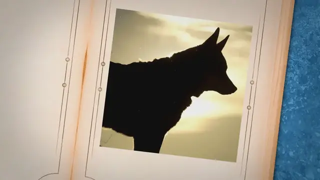 'Video thumbnail for 15 Black Dogs With Pointy Ears: Breed, About & Pictures'