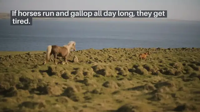 'Video thumbnail for Do Horses Get Tired Or Not'