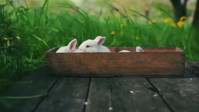 'Video thumbnail for Rabbits Are So Cute! Bunnies & Outdoor Rabbits Playing'
