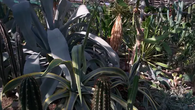 'Video thumbnail for How to Water Succulents Properly'