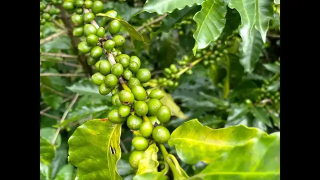 'Video thumbnail for La Ruta del Café en el Soconusco, Chiapas'