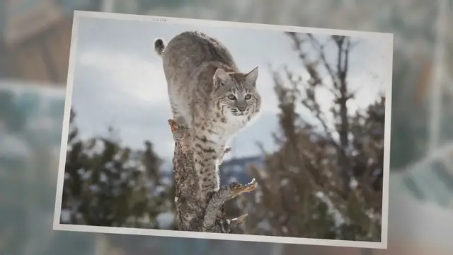 'Video thumbnail for What Do Bobcats Eat? List Of Different Things!'