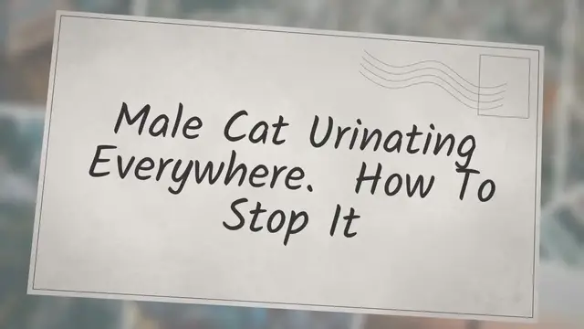 'Video thumbnail for Male Cat Urinating Everywhere. How To Stop It'