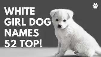 'Video thumbnail for White Girl Dog Names 52 BEST & TOP & CUTE & Female Ideas | Names'