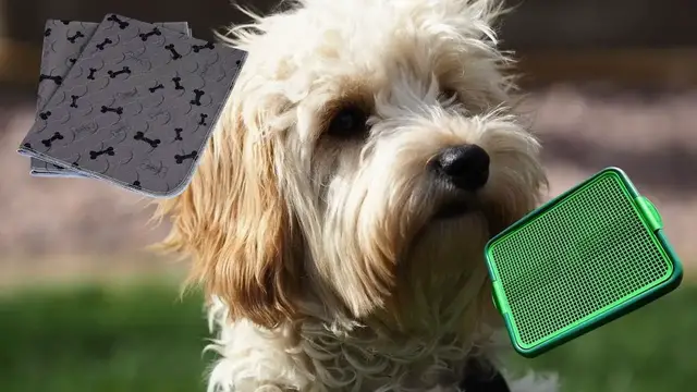 'Video thumbnail for Quick Potty Training Tips for Your Cavapoo in under 2 Minutes'