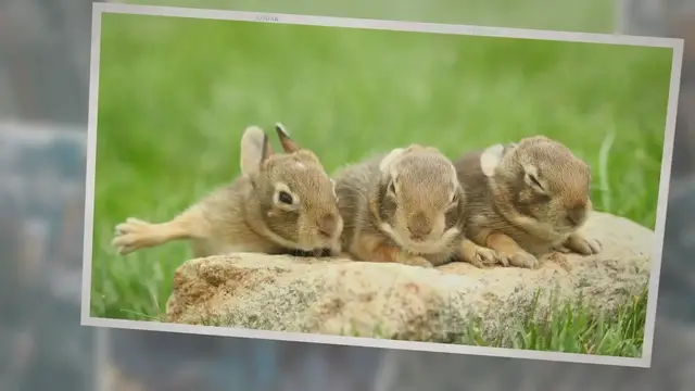 'Video thumbnail for What Do Wild Baby Bunnies Eat?'