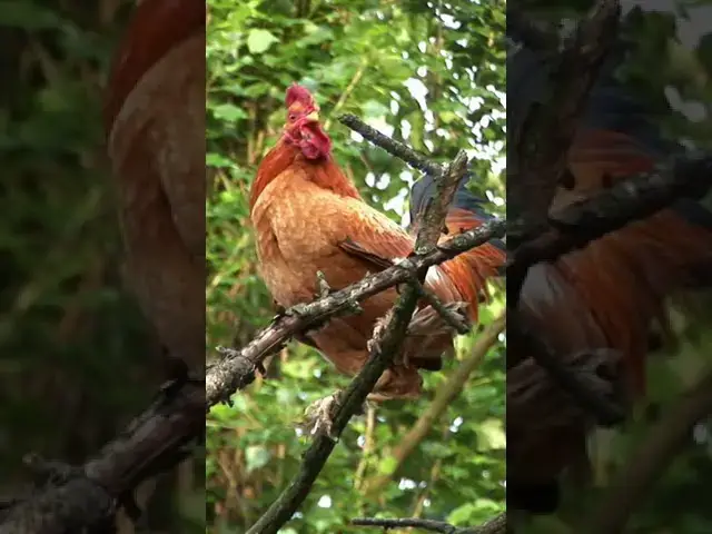 'Video thumbnail for The Rooster Crowing on the Tree Is One of the Most Unique Sounds You'll Ever Hear!'