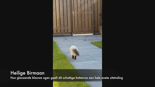 'Video thumbnail for Gatos são os melhores animais de estimação'