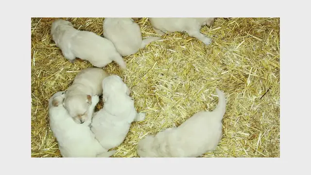 'Video thumbnail for Puppiies Video'