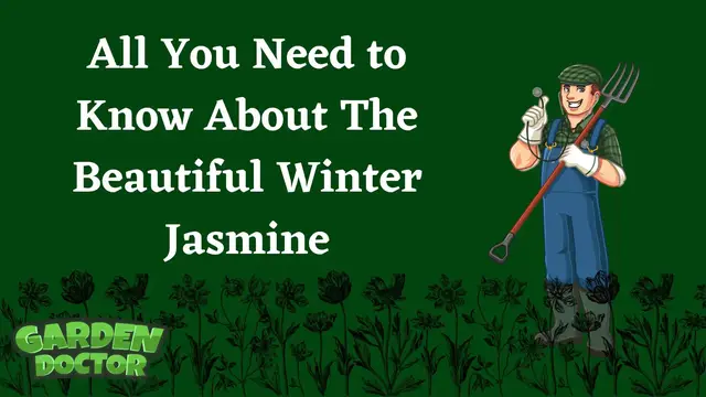 'Video thumbnail for All You Need to Know About Winter Jasmine'