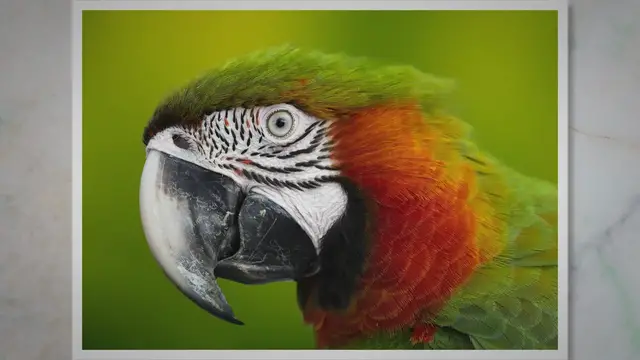 'Video thumbnail for How to File a Parrot Beak -African grey beak | Bird beak filer | Parrot beaks'