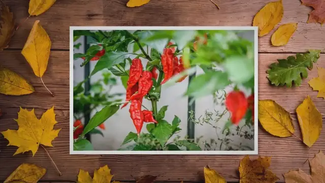 'Video thumbnail for When To Pick Ghost Peppers: The Best Time!'