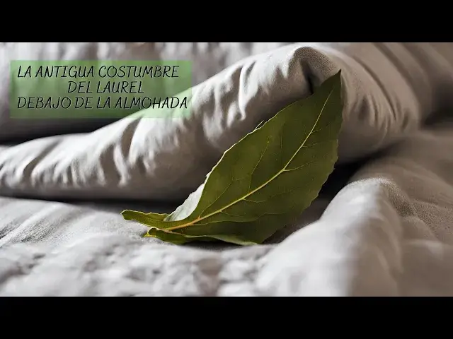 'Video thumbnail for La antigua costumbre del laurel debajo de la almohada que no merecía ser olvidada...'