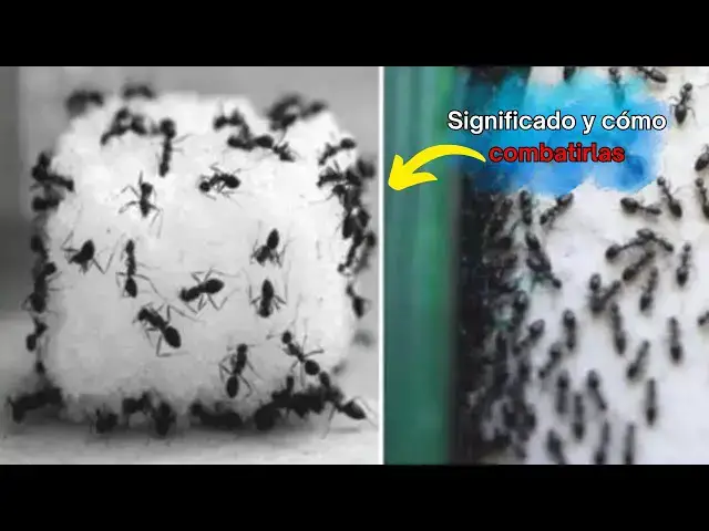 'Video thumbnail for Hormigas en la casa: significado y cómo combatirlas'