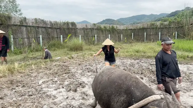 'Video thumbnail for Living Land Lao - Water-buffalo Plough'