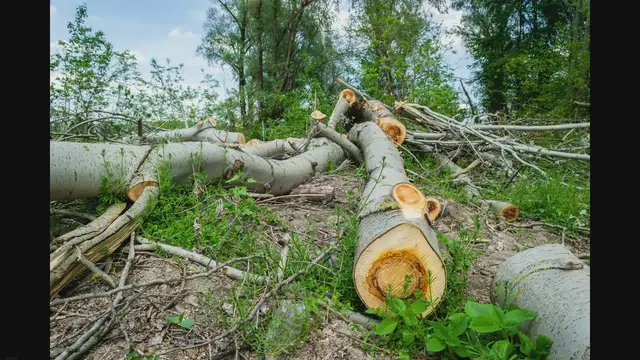 'Video thumbnail for What is Rubber Wood Furniture'