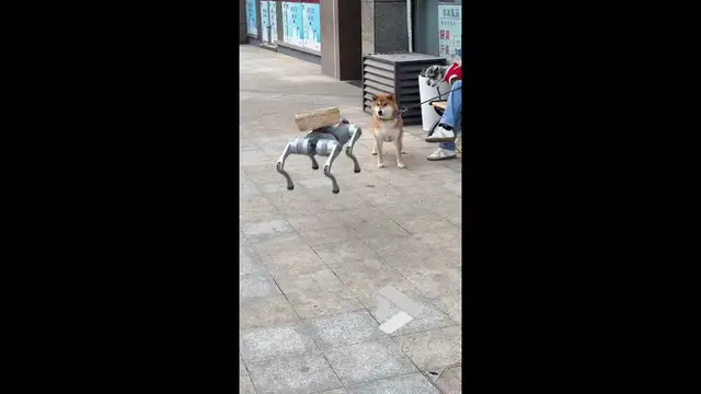 'Video thumbnail for VV4941 A Shiba Inu's comical encounter with a robotic dog'