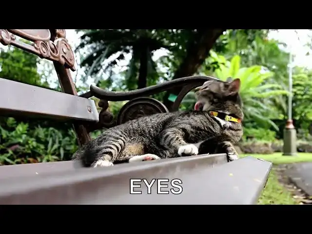 'Video thumbnail for The Evolution of Cat Eyes: Why They Glow in the Dark'