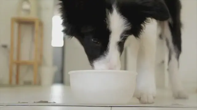 'Video thumbnail for Can Dogs Drink Evaporated Milk? What You Need to Know!'